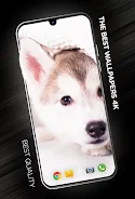 Puppies Wallpapers in 4K 스크린샷 0