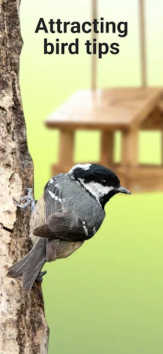 Picture Bird - 撮ったら、判る-1秒鳥図鑑 スクリーンショット 2