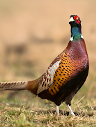 Pheasant sounds Captura de tela 0