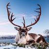 ReindeerWallpapers